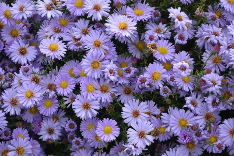 Symphyotrichum laeve, Smooth Blue Aster, Aster laevis, Fall perennials, Fall Flowers, Lavender Asters, Blue Asters