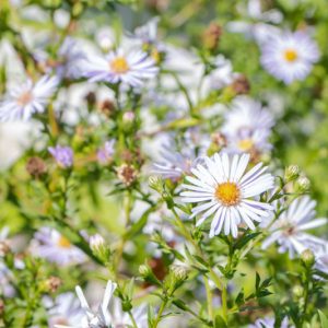 Symphyotrichum lanceolatum, White Panicle Aster, Whitepanicle Aster, Panicled Aster, Lanceleaf Aster, Fall perennials, Fall Flowers, White Asters
