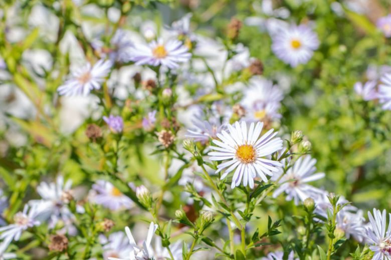 Symphyotrichum lanceolatum, White Panicle Aster, Whitepanicle Aster, Panicled Aster, Lanceleaf Aster, Fall perennials, Fall Flowers, White Asters