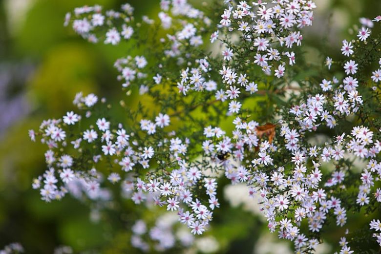 Symphyotrichum pilosum, Hairy White Oldfield Aster, Aster pilosus, Fall perennials, Fall Flowers, White Asters
