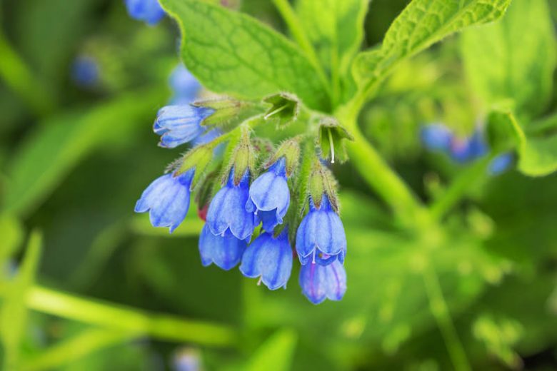 Symphytum caucasicum, Caucasian Comfrey, Beinwell, Blue Comfrey, Blue Flowers