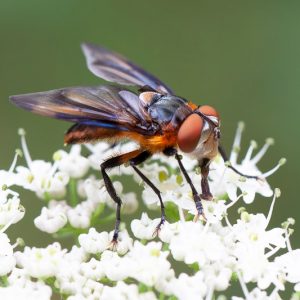 Tachinid fly, Tachinidae Family