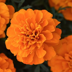 Tagetes Patula Bonanza Deep Orange, French Marigold Bonanza Deep Orange, Dwarf Marigold Bonanza Deep Orange, Orange Annuals, Summer Flowers
