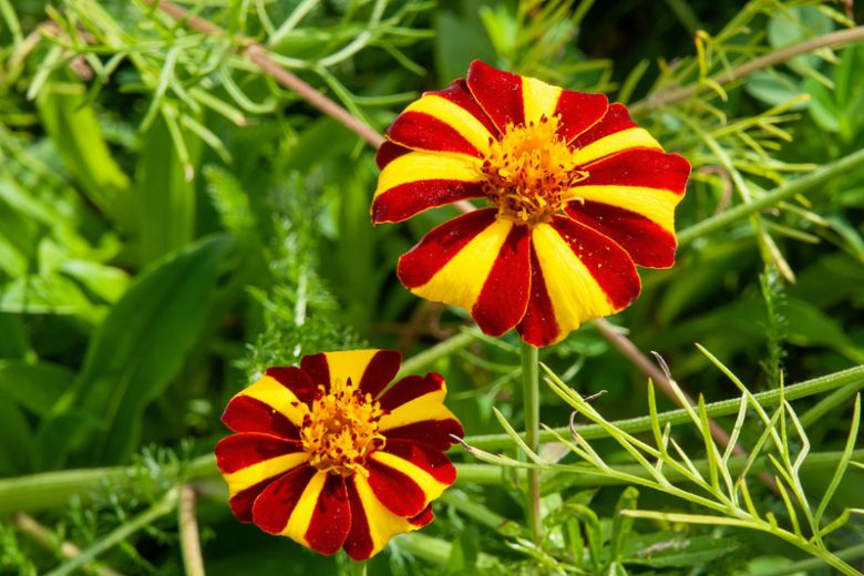Tagetes Patula 'Harlequin', French Marigold 'Harlequin', Tagetes erecta 'Harlequin', African Marigold 'Harlequin', Yellow Annuals, Red Annuals, Summer Flowers