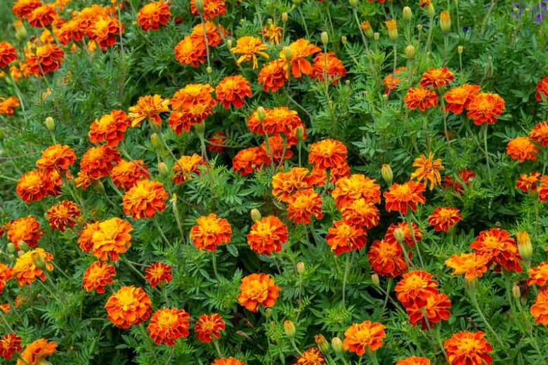 Tagetes Patula 'Konstance', French Marigold 'Konstance', Dwarf Marigold 'Konstance', Red Annuals, Orange Annuals, Summer Flowers