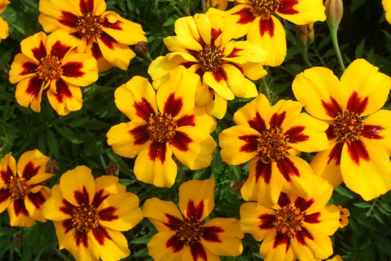 Tagetes Patula 'Naughty Marietta', French Marigold 'Naughty Marietta', Dwarf Marigold 'Naughty Marietta', Yellow Annuals, Red Annuals, Summer Flowers