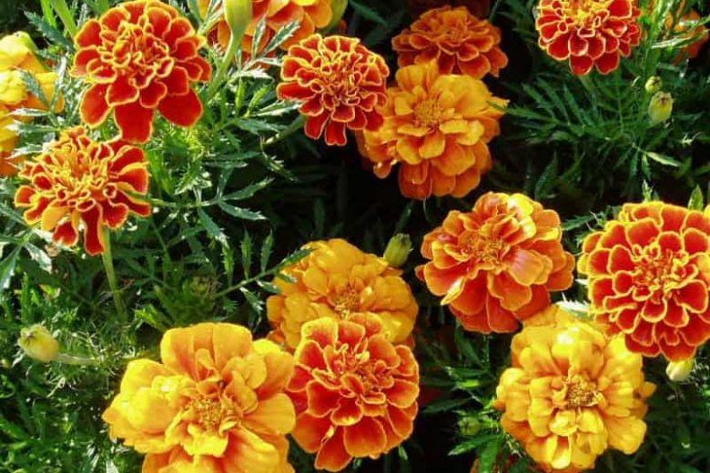 Tagetes Patula 'Queen Sophia', French Marigold 'Queen Sophia', Dwarf Marigold 'Queen Sophia', Yellow Marigold, Red Marigold, Summer Flowers