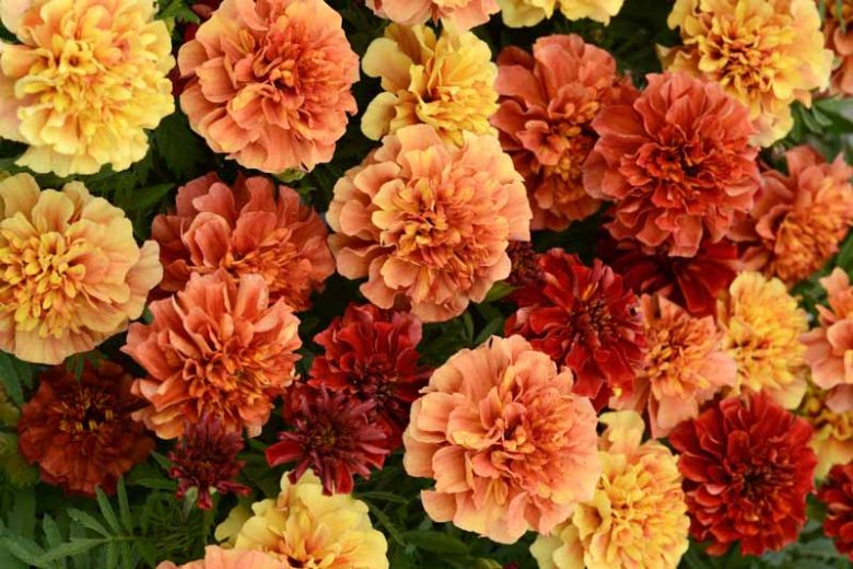 Tagetes Patula 'Strawberry Blonde', French Marigold 'Strawberry Blonde', Dwarf Marigold 'Strawberry Blonde', Yellow Annuals, Orange Annuals, Summer Flowers