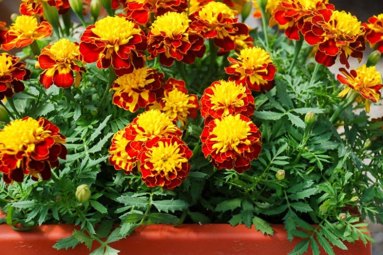 Tagetes Patula Super Hero™ Spry, French Marigold Super Hero™ Spry, Dwarf Marigold Super Hero™ Spry, Red Marigold, Red Marigolds