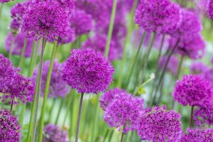 Alliums, Ornamental Onion, Allium, Purple Flower, Spring Bulbs, Spring Flowers, Alliums for rock gardens,