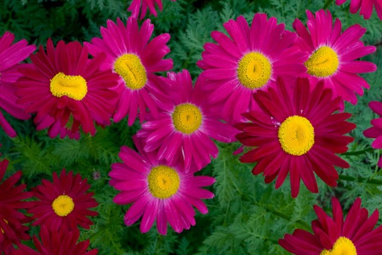 Tanacetum Coccineum 'Robinson's Red', Painted Daisy 'Robinson's Red', Pyrethrum 'Robinson's Red', Red flowers