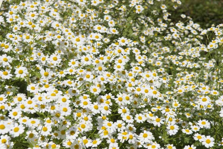 Tanacetum niveum, Silver Tansy, White Bouquet Tansy, white flowers, waterwise perennials, drought tolerant plants