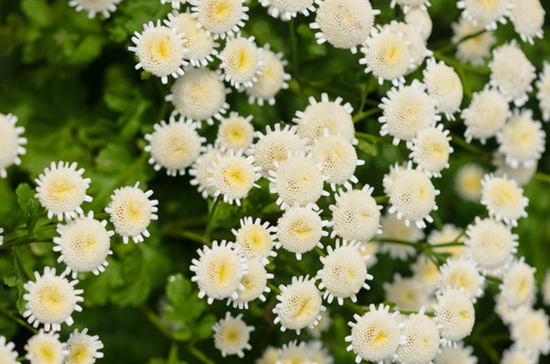 Tanacetum parthenium (Feverfew)