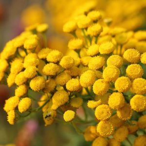Tanacetum vulgare, Tansy, Buttons, Buttonweed, Ginger Plant, Golden Buttons, Hind-Heal, Immortality, Chrysanthemum vulgare