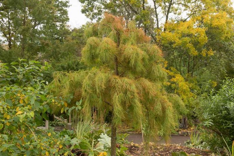 Taxodium distichum var. imbricarium 'Nutans', Pond Cypress, Nodding Pond Cypress, Weeping Pond Cypress, Pendant Pond Cypress, Taxodium ascendens 'Nutans', Tree with fall color, Fall color, Attractive bark Tree, Golden leaves
