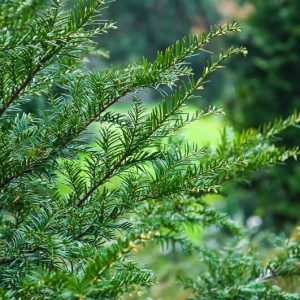 Taxus canadensis, Canada Yew, American Yew, Canadian Yew, Ground Hemlock, Evergreen Shrub, Evergreen Tree, Dwarf Conifer