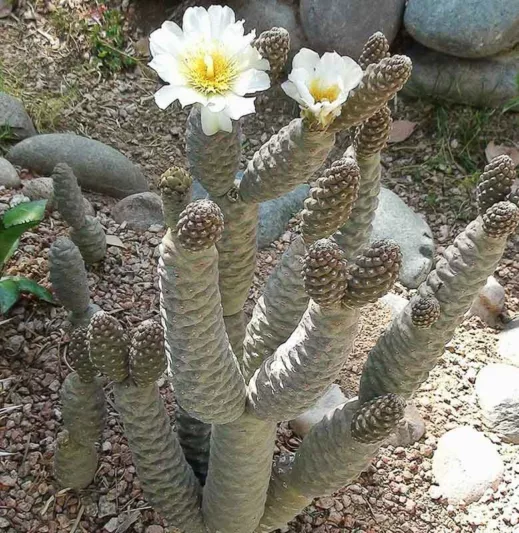 Tephrocactus articulatus var. inermis, Pine Cone Cactus, Glochidless Spruce Cone Cholla, Glochidless Pine Cone Cactus, Tephrocactus articulatus var. diadematus f. inermis