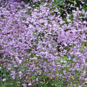 Thalictrum 'Splendide', Meadow Rue  'Splendide', Lavender Mist, Giant Meadow Rue, lavender flowers, purple flowers