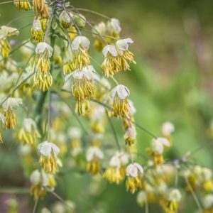 Thalictrum dioicum,  Early Meadow Rue, Meadow Rue, Yellow Flowers