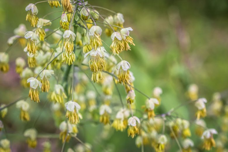 Thalictrum dioicum,  Early Meadow Rue, Meadow Rue, Yellow Flowers