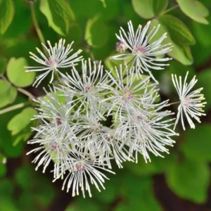 Thalictrum filamentosum, Thread-Like Meadow Rue, White flowers, perennial flowers