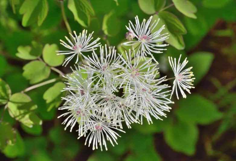 Thalictrum filamentosum, Thread-Like Meadow Rue, White flowers, perennial flowers