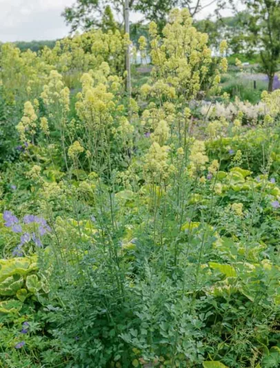 Thalictrum flavum subsp. glaucum, Yellow Meadow Rue, Dusty Meadow Rue, Glaucous-Leaved Yellow Meadow Rue, Thalictrum flavum 'Glauca', Thalictrum speciosissimum