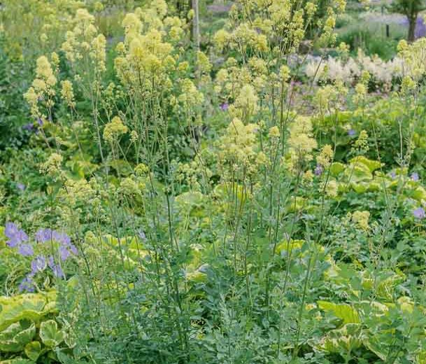 Thalictrum flavum subsp. glaucum, Yellow Meadow Rue, Dusty Meadow Rue, Glaucous-Leaved Yellow Meadow Rue, Thalictrum flavum 'Glauca', Thalictrum speciosissimum