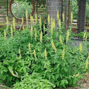 Thermopsis villosa, Carolina Bushpea, Aaron's Rod, Bush Pea, Carolina Lupin, Carolina Lupine, Yellow Flowers, Yellow Perennial