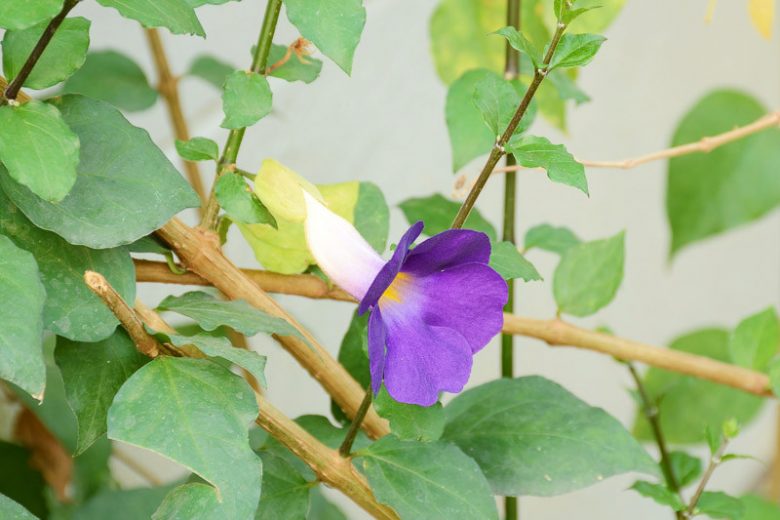 Thunbergia  erecta, Bush Clock Vine, King’s Mantle, Purple Vine, Purple Flowers, Purple Climber, Perennial Vines