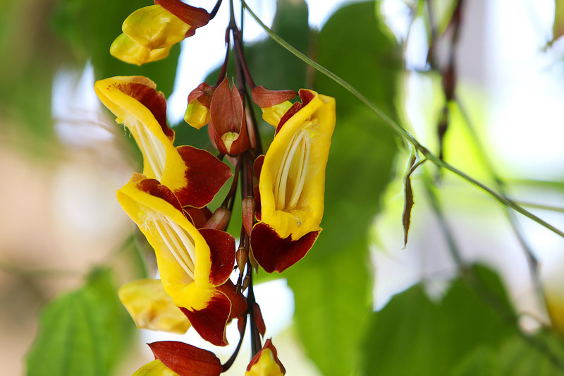 Thunbergia mysorensis (Brick And Butter Vine)