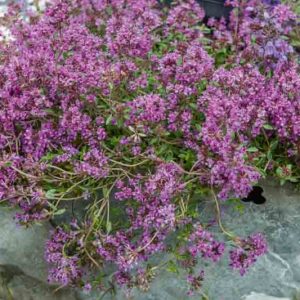 Red Creeping Thyme, Creeping Thyme, Thymus Coccineus, Wild Thyme, Red Thyme, Groundcover, seaside plant, aromatic perennial, fragrant perennial