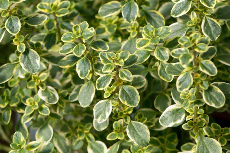 Citrus thyme