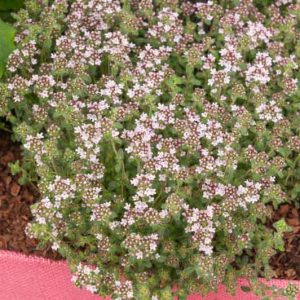 Creeping Thyme  'Pink Chintz', Wild Thyme 'Pink Chintz',Breckland Thyme 'Pink Chintz', Drought tolerant perennial, seaside plant, aromatic perennial, fragrant perennial