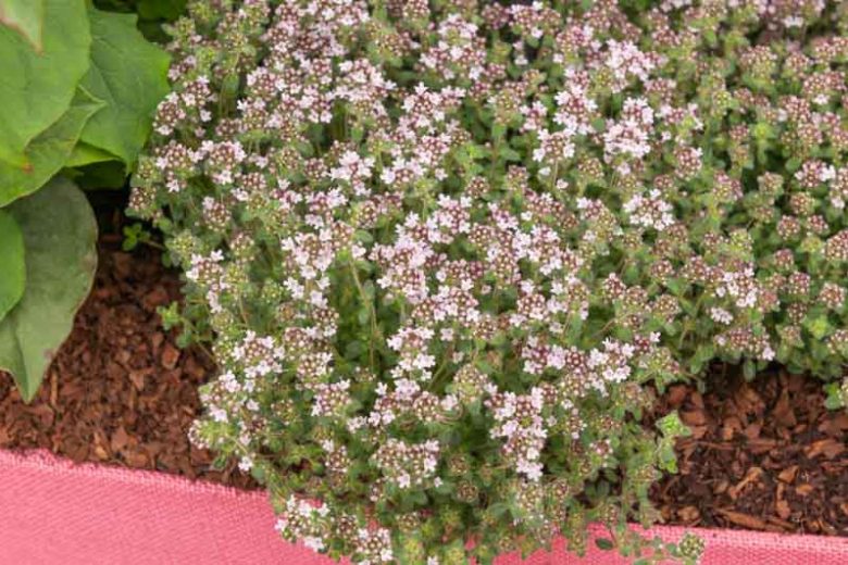 Creeping Thyme  'Pink Chintz', Wild Thyme 'Pink Chintz',Breckland Thyme 'Pink Chintz', Drought tolerant perennial, seaside plant, aromatic perennial, fragrant perennial