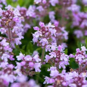 Creeping Thyme, Wild Thyme,  Breckland Thyme, Drought tolerant perennial, seaside plant, aromatic perennial, fragrant perennial