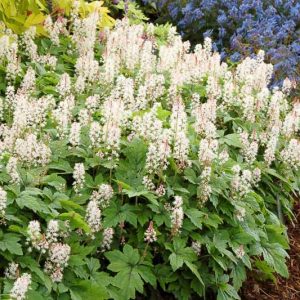 Tiarella 'Crow Feather', Foam Flower 'Crow Feather', Coolwort 'Crow Feather', False Mitrewort 'Crow Feather', White Coolwort, Shade plants, White Flowers