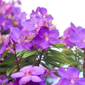 Tibouchina granulosa, Purple Glory Tree, Flowering Shrub, Purple Flowers