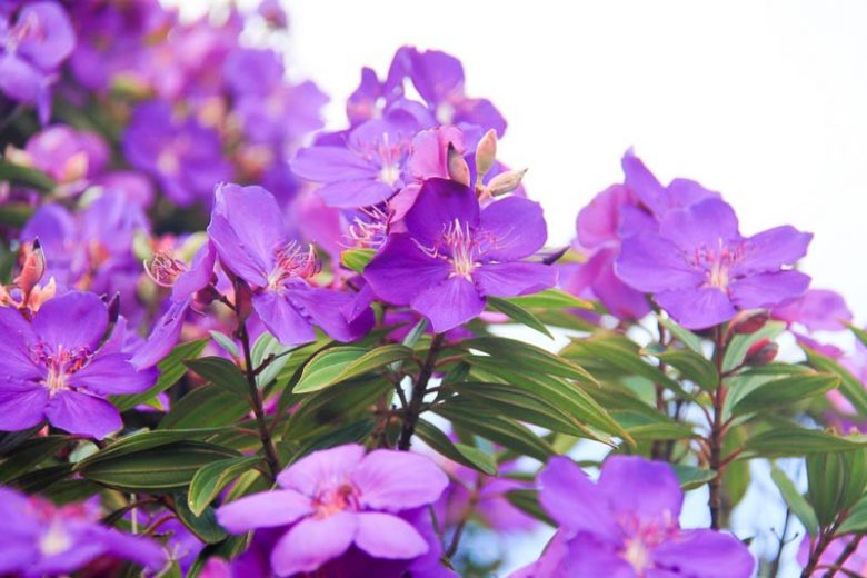Tibouchina granulosa, Purple Glory Tree, Flowering Shrub, Purple Flowers