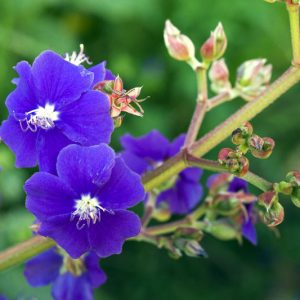 Tibouchina heteromalla, Silver Leafed Princess Flower, Glory Bush, Brazilian Spider Flower, Flowering Shrub, Purple Flowers
