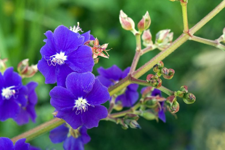 Tibouchina heteromalla, Silver Leafed Princess Flower, Glory Bush, Brazilian Spider Flower, Flowering Shrub, Purple Flowers