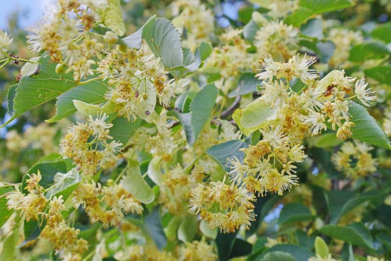 Tilia x euchlora, Caucasian Linden,  Caucasian Lime, Crimean lime , Deciduous Tree, Fall Color