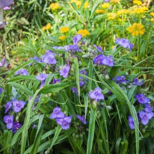 Tradescantia occidentalis, Prairie Spiderwort, Western Spiderwort, Spiderwort, Blue Flowers, Purple Flowers