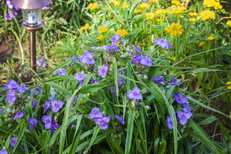Tradescantia occidentalis, Prairie Spiderwort, Western Spiderwort, Spiderwort, Blue Flowers, Purple Flowers