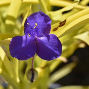Tradescantia 'Sweet Kate',  Spider Lily 'Sweet Kate', Spiderwort 'Sweet Kate', Blue Flowers, Purple Flowers, Yellow Foliage, Golden Foliage