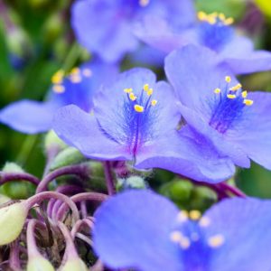 Tradescantia virginiana, Virginia Spiderwort, Spider Lily, Blue Flowers, Purple Flowers