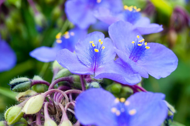 Tradescantia virginiana (Virginia Spiderwort)