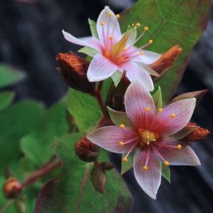 Triadenum virginicum, Virginia Marsh St. Johnswort, Hypericum virginicum, Florida Native Plant, Florida Native Perennial