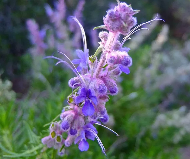 Trichostema lanatum,  Woolly Bluecurls, Romero, California Native, Blue Flowers, Drought Tolerant plant