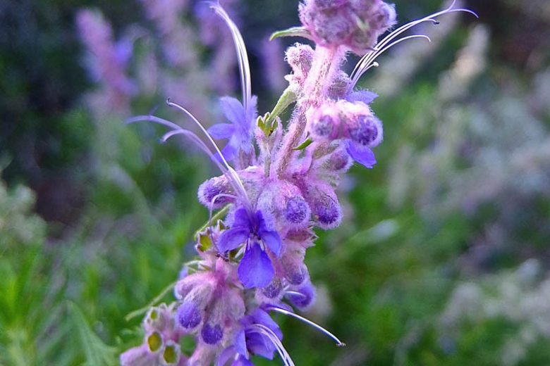 Trichostema lanatum,  Woolly Bluecurls, Romero, California Native, Blue Flowers, Drought Tolerant plant